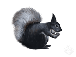 Abert's Squirrel