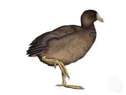 American Coot