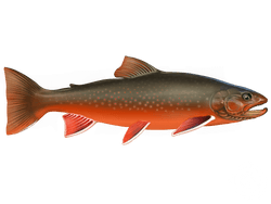 Arctic Char