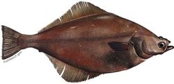 arrow-tooth flounder