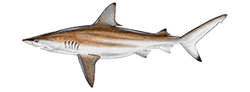 blacktip shark