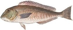 Blackline Tilefish