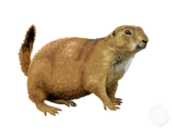 Black-tailed Prairie Dog