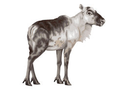 Dolphin Caribou