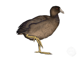 American Coot