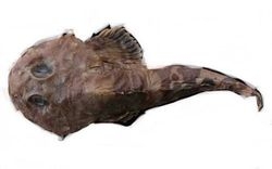 Blackfin Sculpin