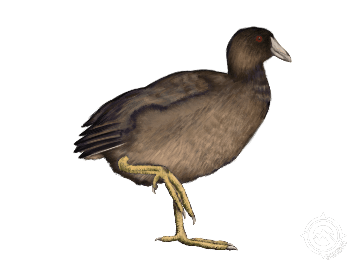 American Coot
