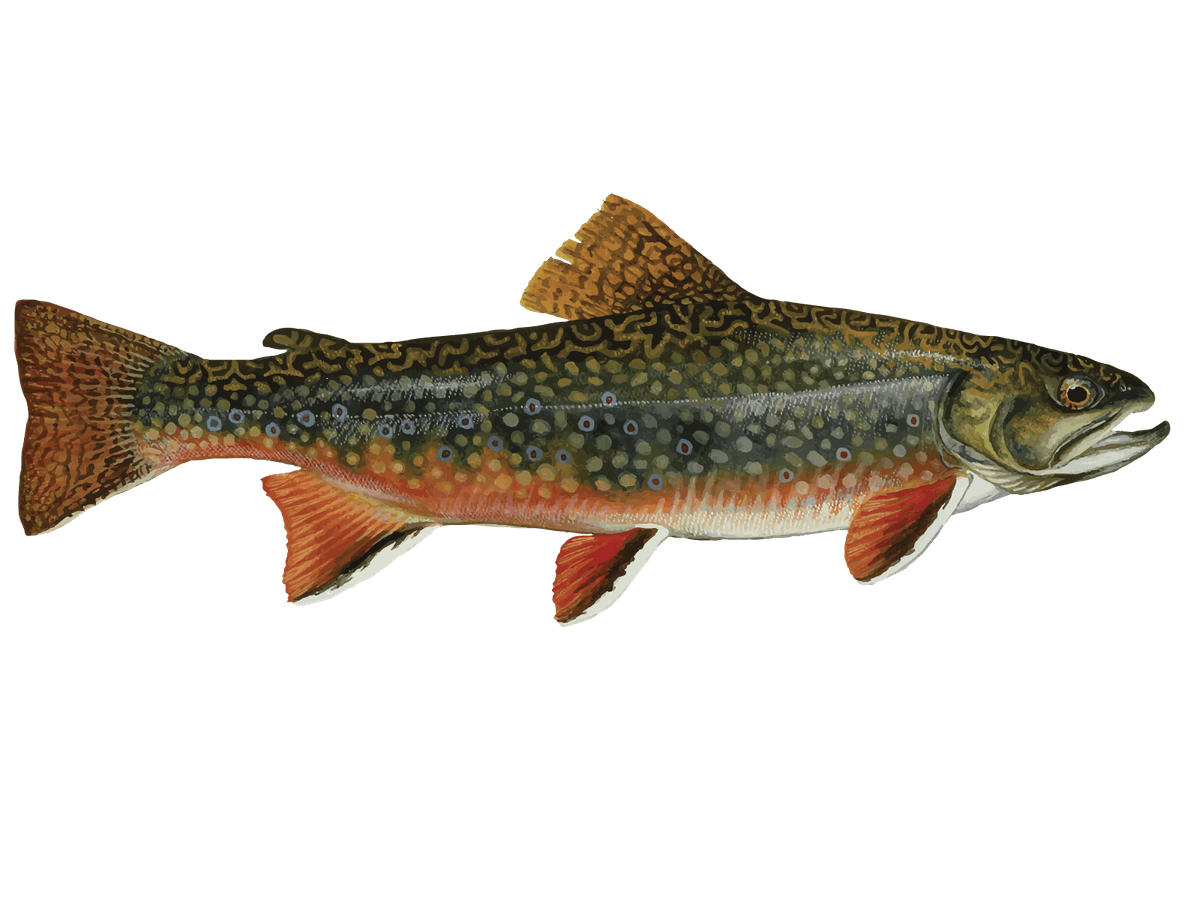 Brook Trout