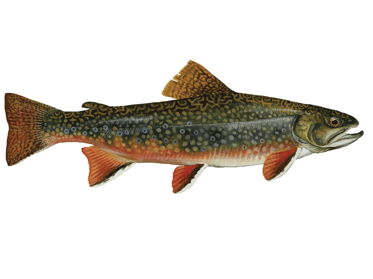 Brook Trout